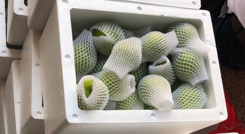 贵妃牛奶枣的品种起源于台湾，多年前引入福建漳州云霄种植
