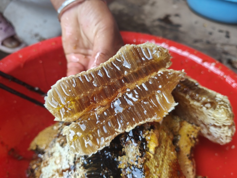 西双版纳高山峰蜜
