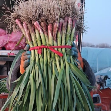 正宗陕西红根蒜苗，特别香农户自种一手货源量大从优