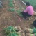 正宗陕西红根蒜苗，特别香农户自种一手货源量大从优