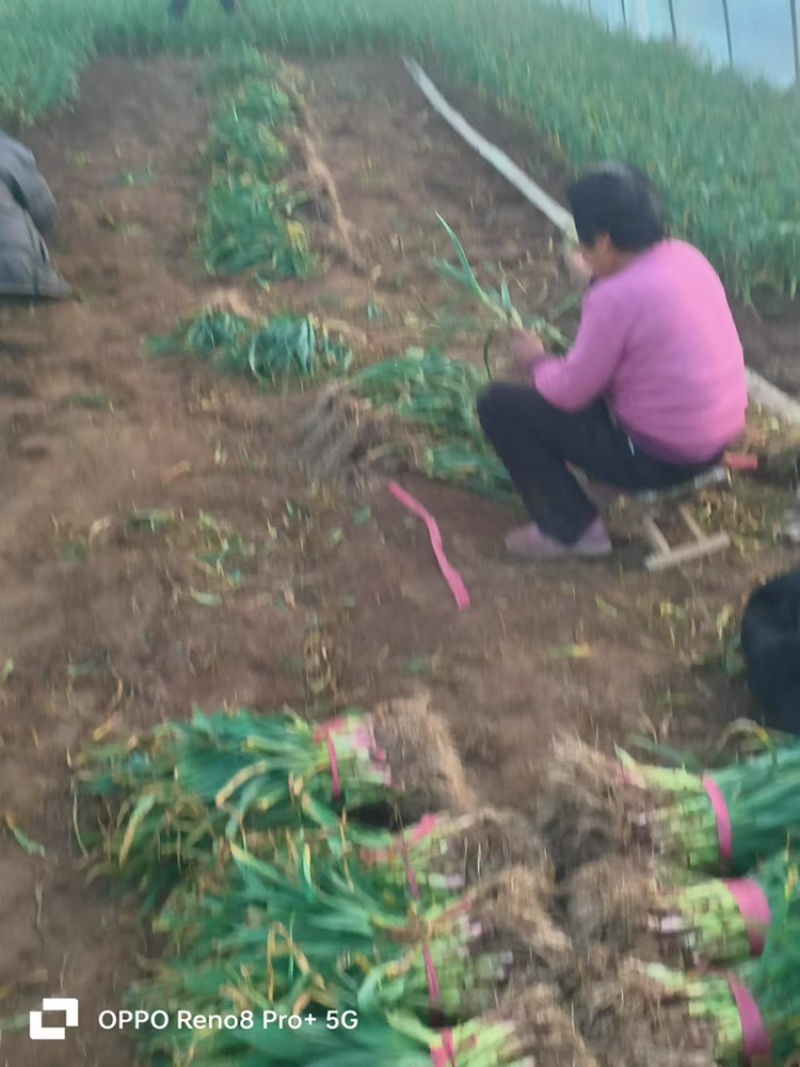 正宗陕西红根蒜苗，特别香农户自种一手货源量大从优