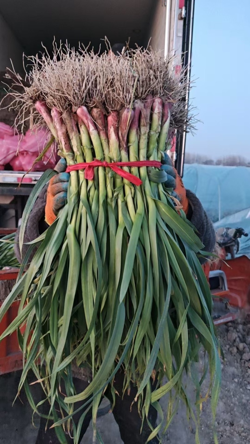 正宗陕西红根蒜苗，特别香农户自种一手货源量大从优