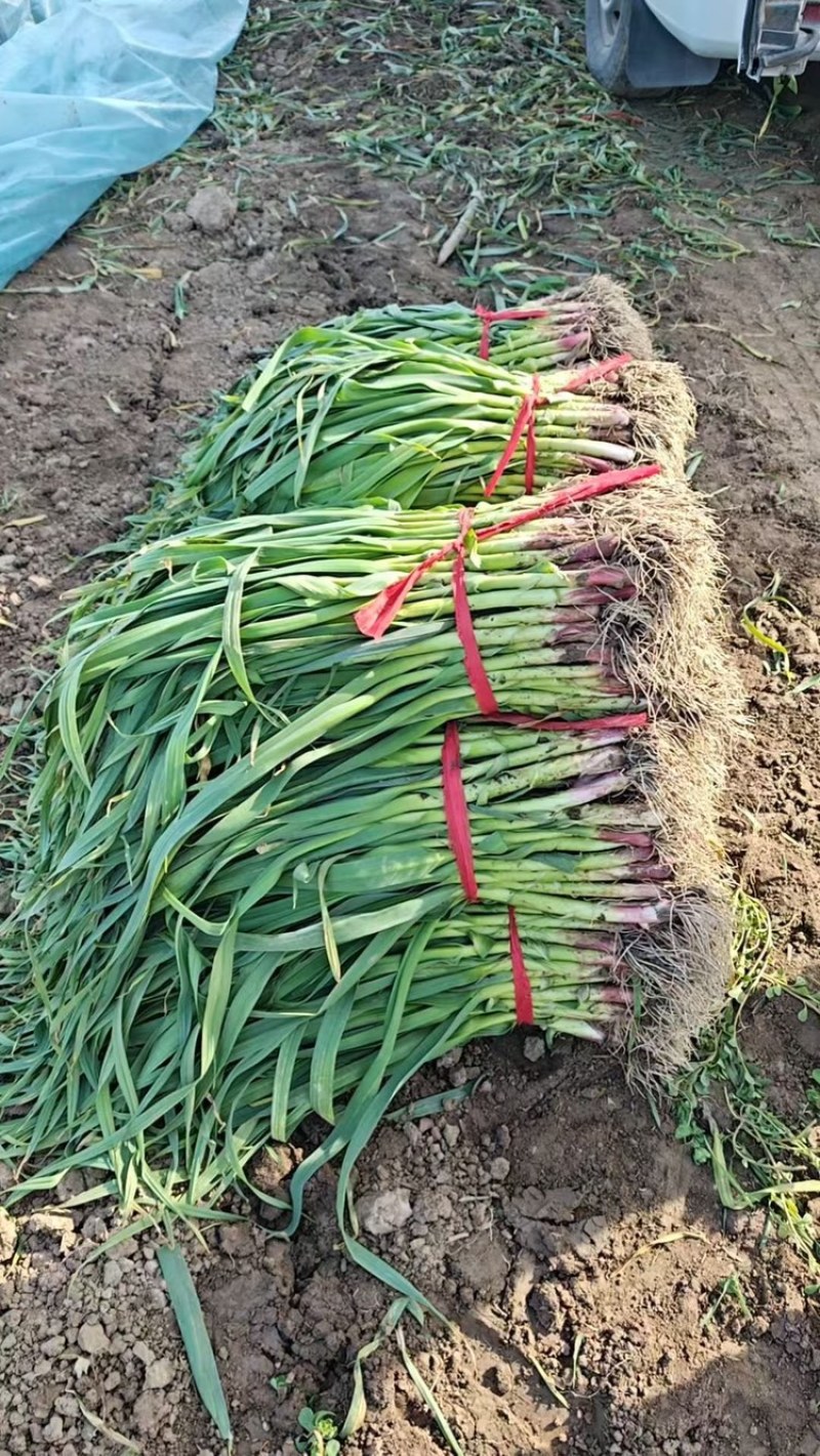正宗陕西红根蒜苗，特别香农户自种一手货源量大从优