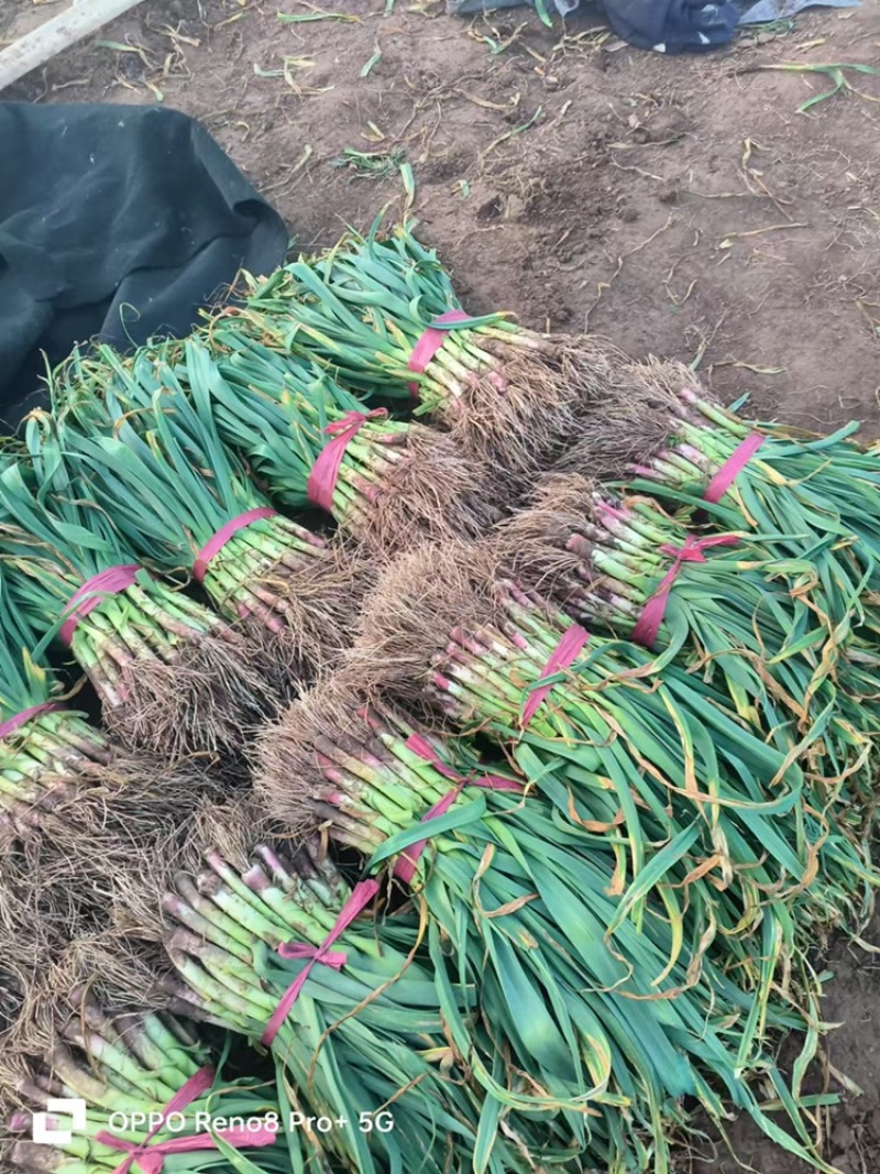 正宗陕西红根蒜苗，特别香农户自种一手货源量大从优
