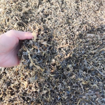 椰菜梅干菜量大质优价格优惠基地直销欢迎各大老板采购