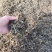 椰菜梅干菜量大质优价格优惠基地直销欢迎各大老板采购