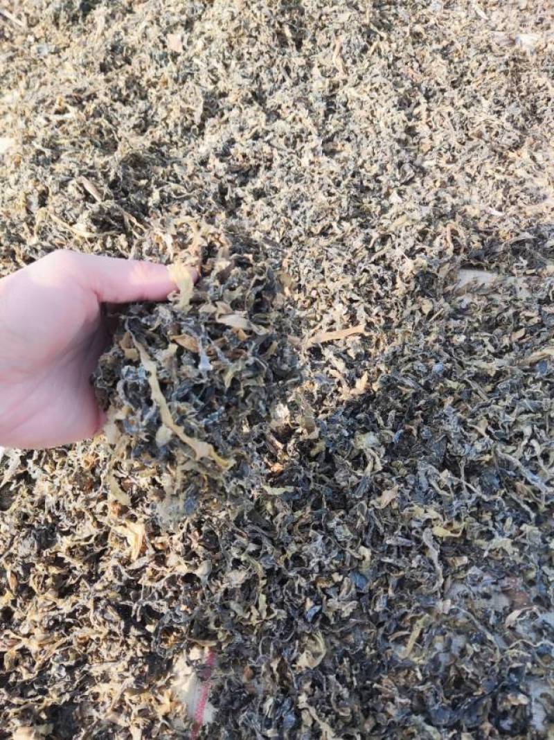 椰菜梅干菜量大质优价格优惠基地直销欢迎各大老板采购