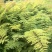蓝花楹苗园林绿化庭院开花植物苗产地直供量大优惠