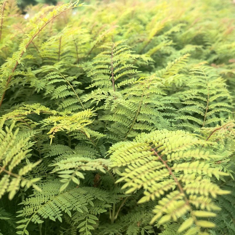 蓝花楹苗园林绿化庭院开花植物苗产地直供量大优惠