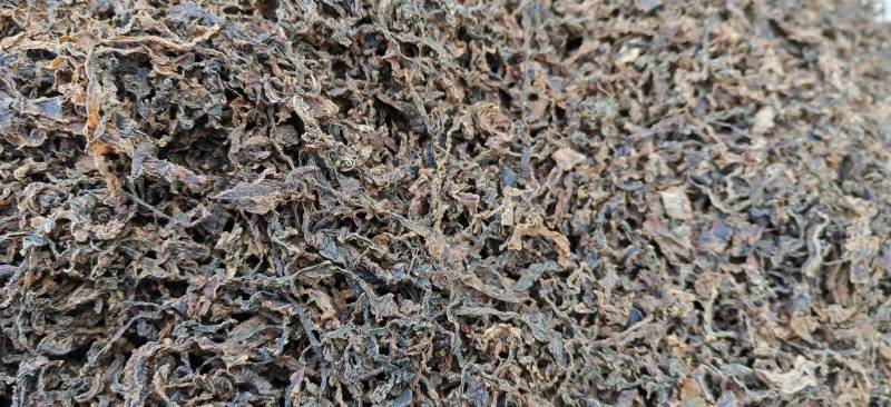 椰菜梅干菜量大质优价格优惠基地直销欢迎各大老板采购