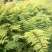 蓝花楹苗园林绿化庭院开花植物苗产地直供量大优惠