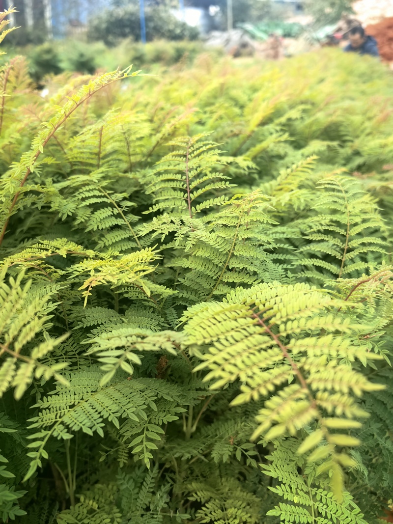 蓝花楹苗园林绿化庭院开花植物苗产地直供量大优惠