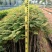 蓝花楹苗园林绿化庭院开花植物苗产地直供量大优惠