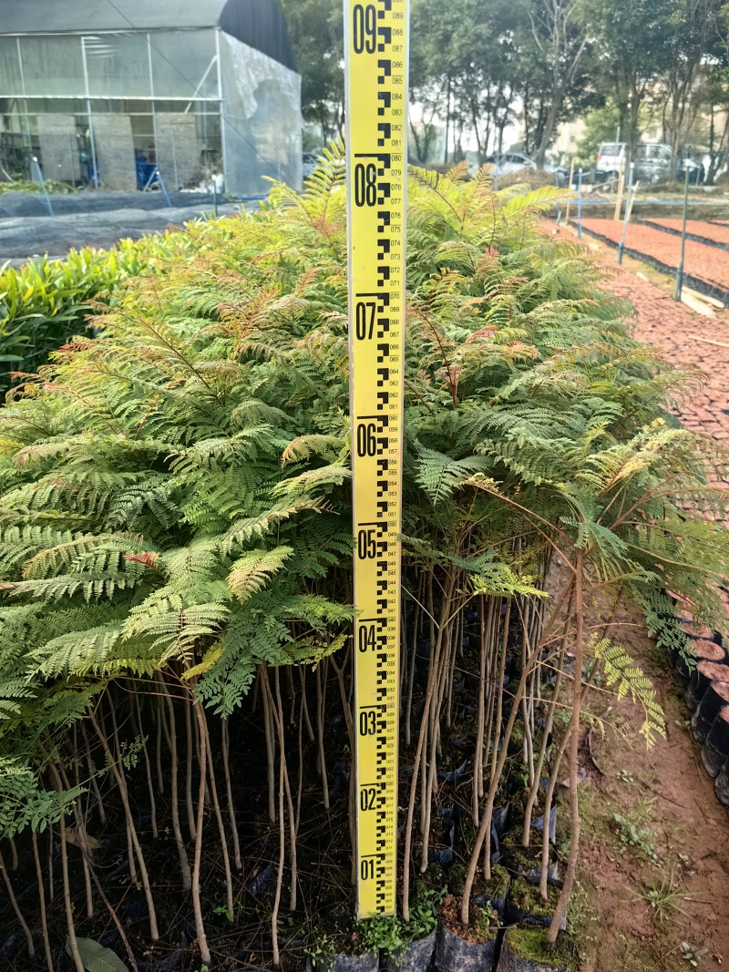 蓝花楹苗园林绿化庭院开花植物苗产地直供量大优惠