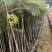 蓝花楹苗园林绿化庭院开花植物苗产地直供量大优惠