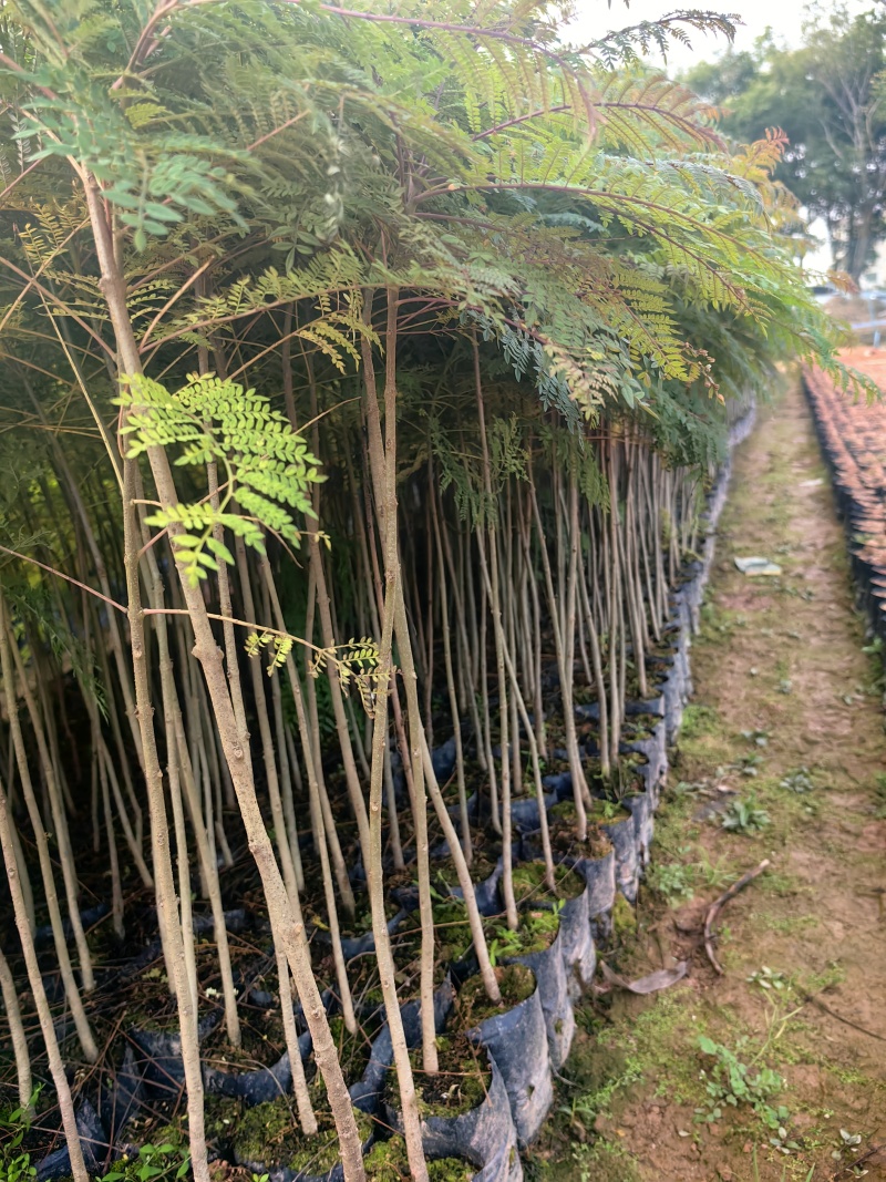蓝花楹苗园林绿化庭院开花植物苗产地直供量大优惠