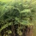蓝花楹苗园林绿化庭院开花植物苗产地直供量大优惠