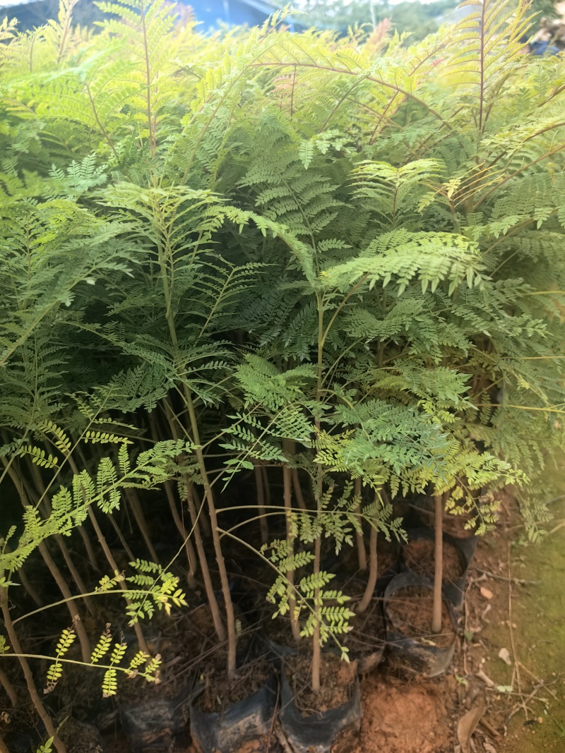 蓝花楹苗园林绿化庭院开花植物苗产地直供量大优惠
