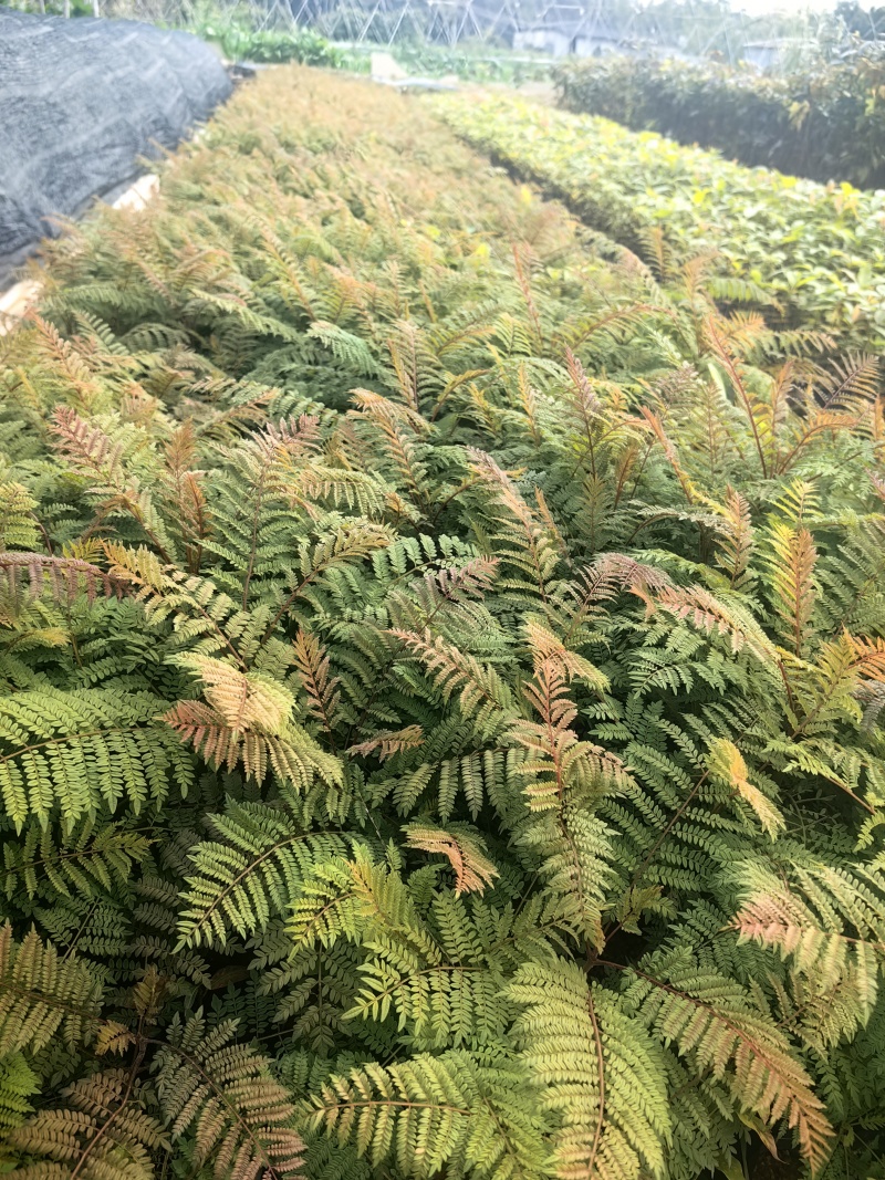 蓝花楹苗园林绿化庭院开花植物苗产地直供量大优惠