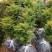 蓝花楹苗园林绿化庭院开花植物苗产地直供量大优惠