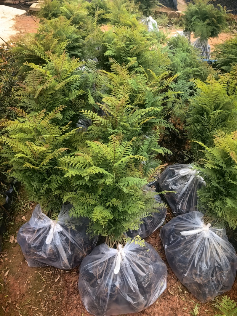 蓝花楹苗园林绿化庭院开花植物苗产地直供量大优惠