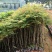 蓝花楹苗园林绿化庭院开花植物苗产地直供量大优惠