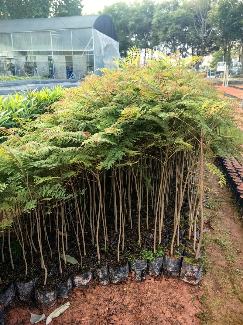 蓝花楹苗园林绿化庭院开花植物苗产地直供量大优惠