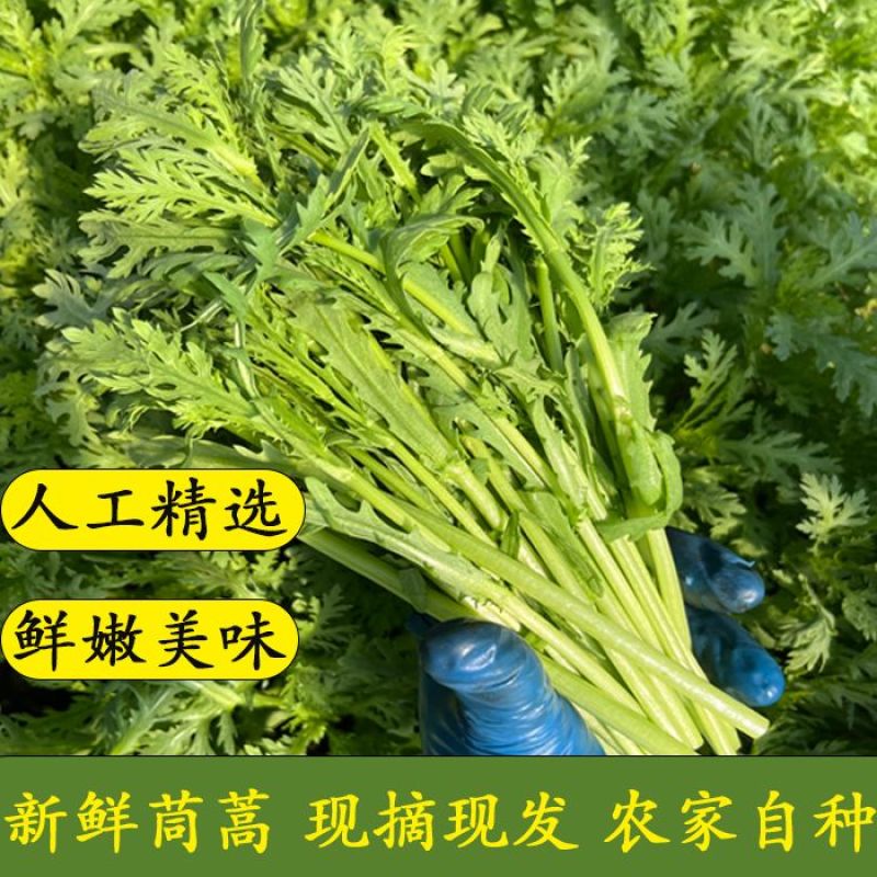 【精选】江苏茼蒿基地直发量大从优一条龙服务
