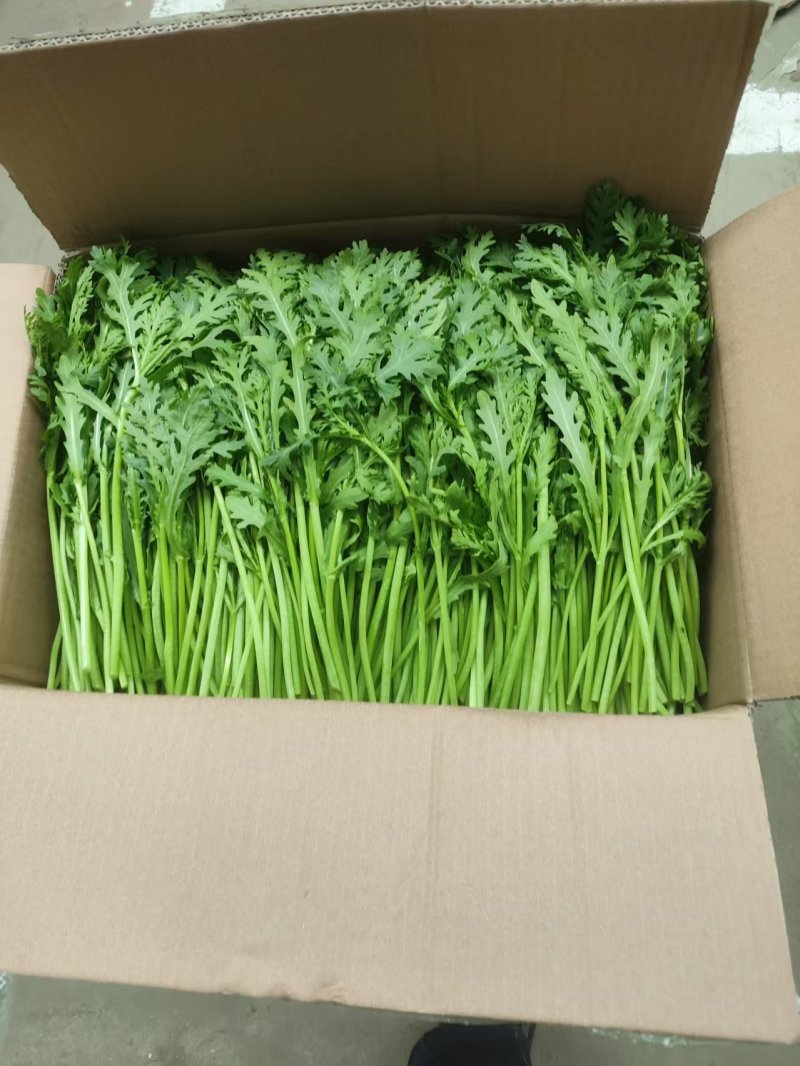 【精选】江苏茼蒿基地直发量大从优一条龙服务