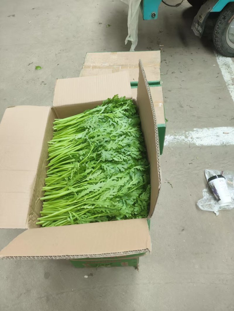 【精选】江苏茼蒿基地直发量大从优一条龙服务