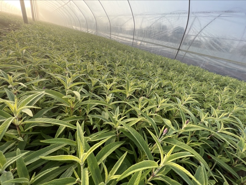 鼠尾草大杯