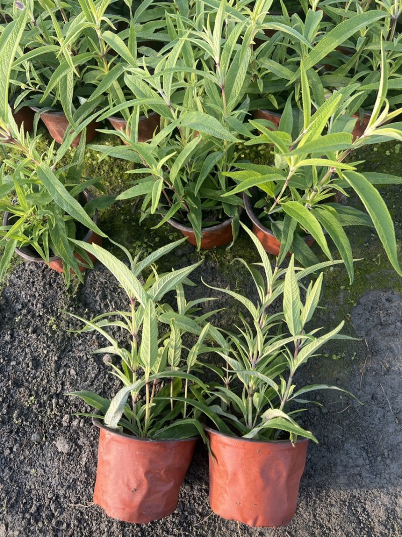 鼠尾草大杯