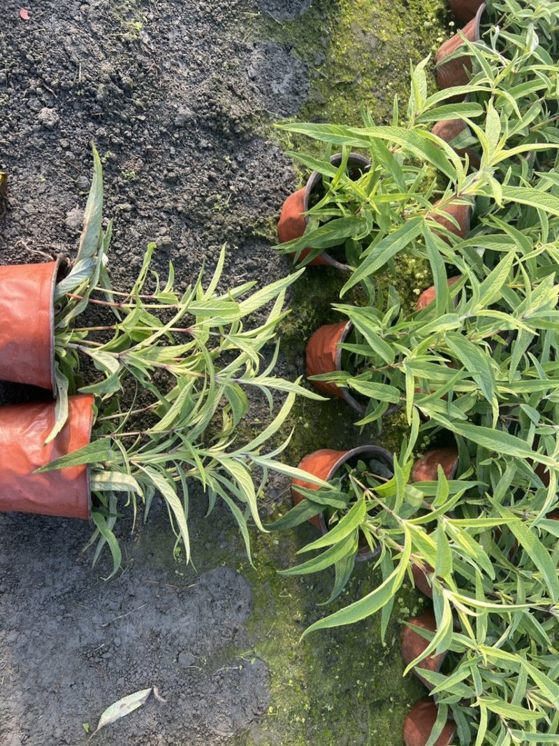 鼠尾草大杯