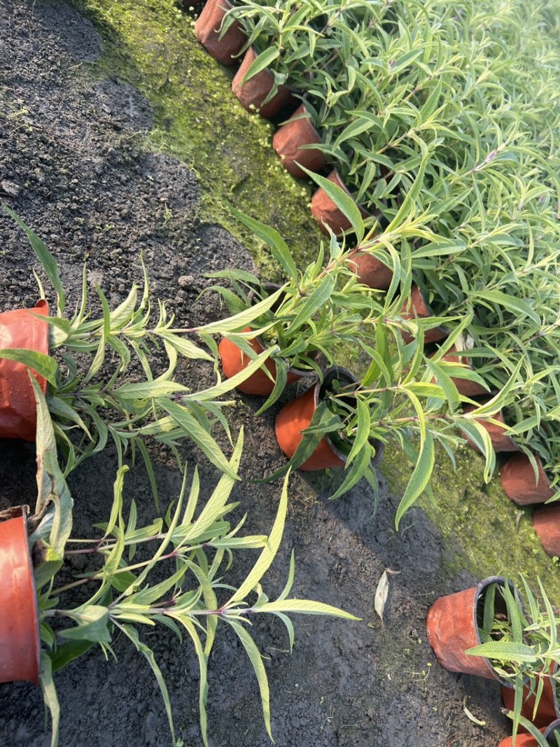 鼠尾草大杯