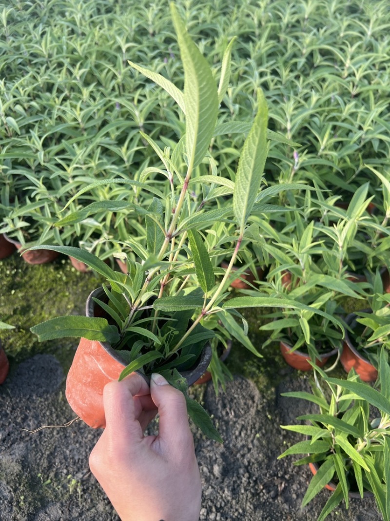 鼠尾草大杯