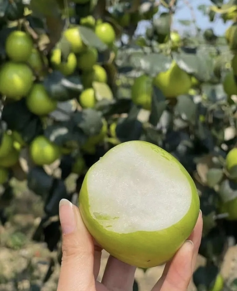 【推荐】西双版纳苹果枣牛奶枣产地直发一手货源欢迎致电