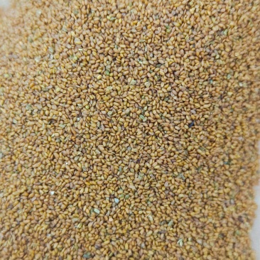 葶苈子做药材只做正品各类中药材名贵药材冷背药材