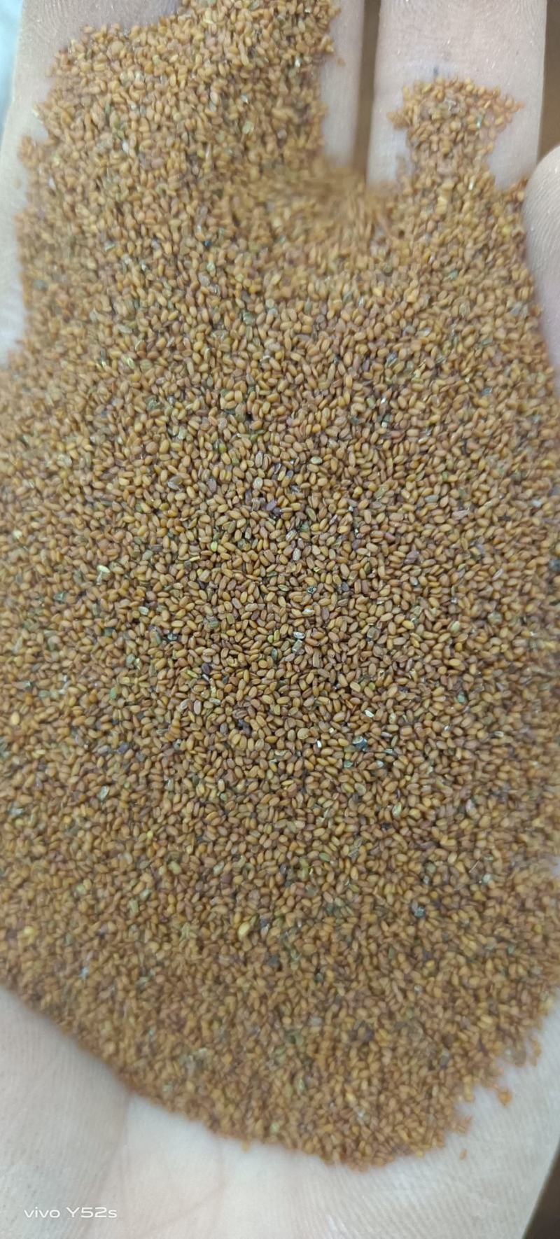 葶苈子做药材只做正品各类中药材名贵药材冷背药材