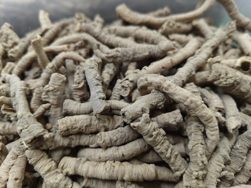 远志新货远志无硫***各种规格大货批发零售