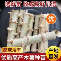 广西黄心木薯苗食用新鲜黄肉木薯面包高产黄肉板栗种黄心糖水