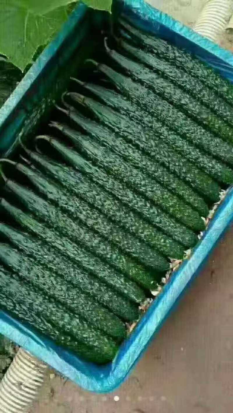 精品刺儿黄瓜顶花带刺电商超市市场皆可货源充足
