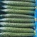 精品刺儿黄瓜顶花带刺电商超市市场皆可货源充足