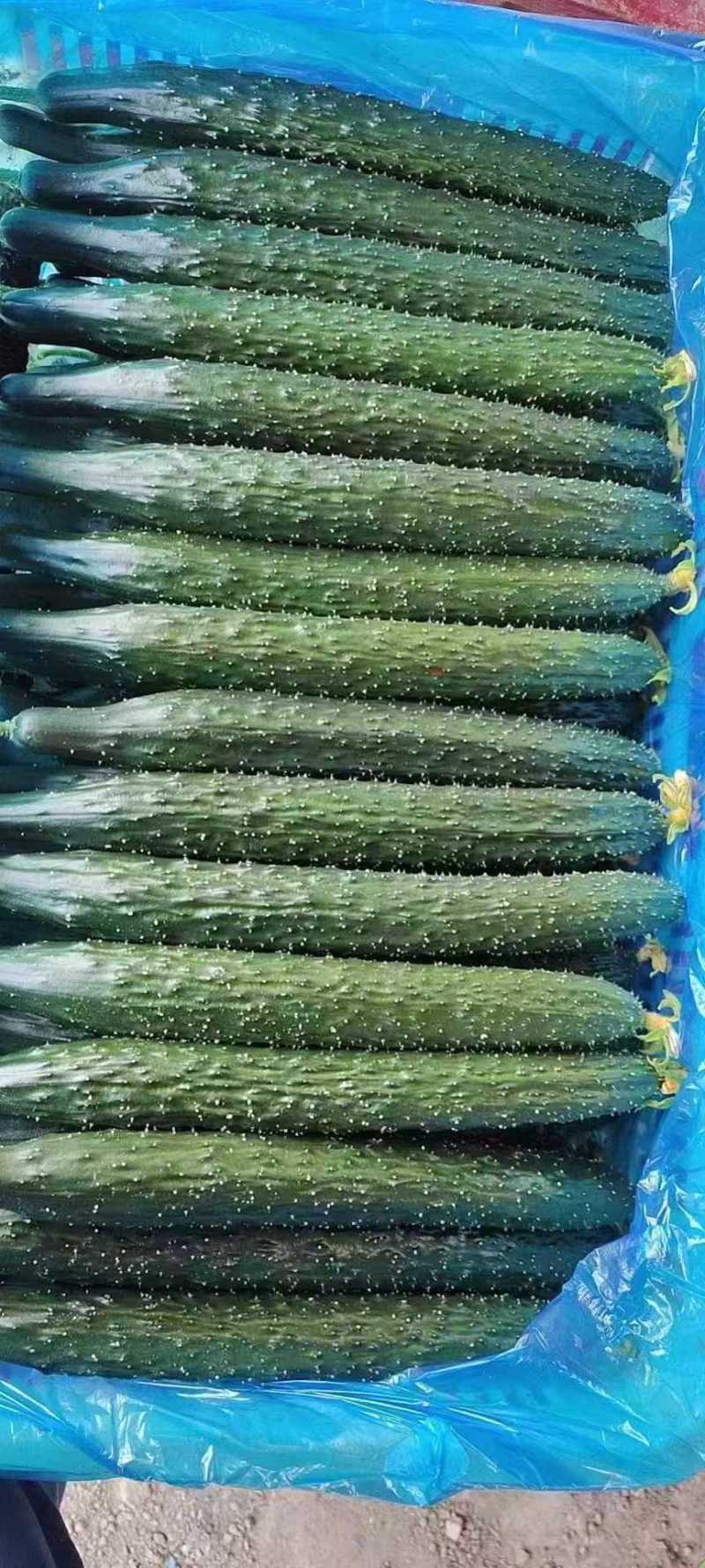 精品刺儿黄瓜顶花带刺电商超市市场皆可货源充足