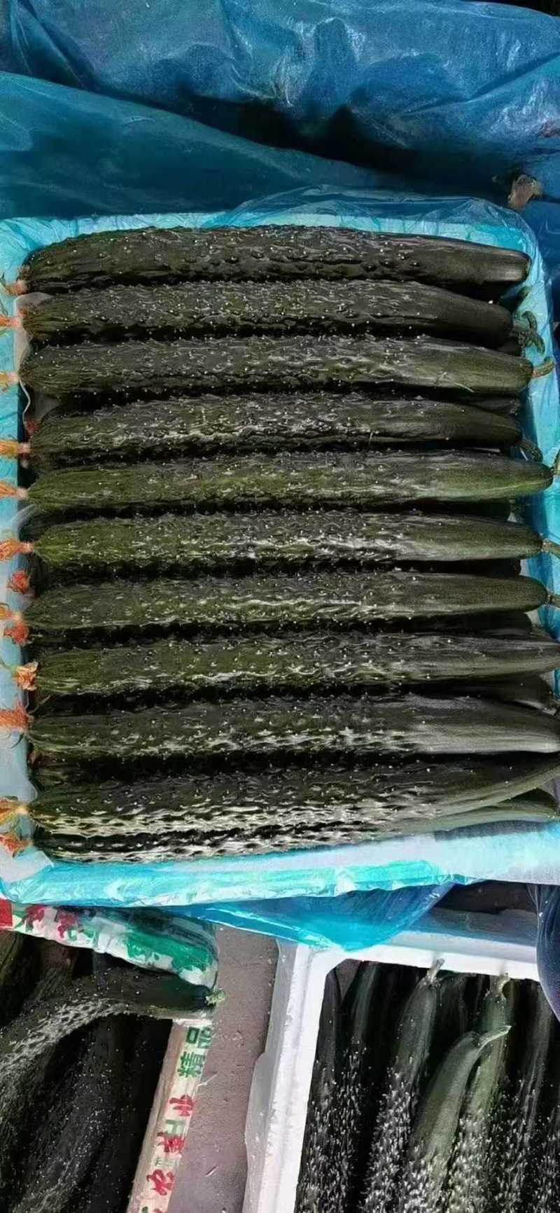 精品刺儿黄瓜顶花带刺电商超市市场皆可货源充足