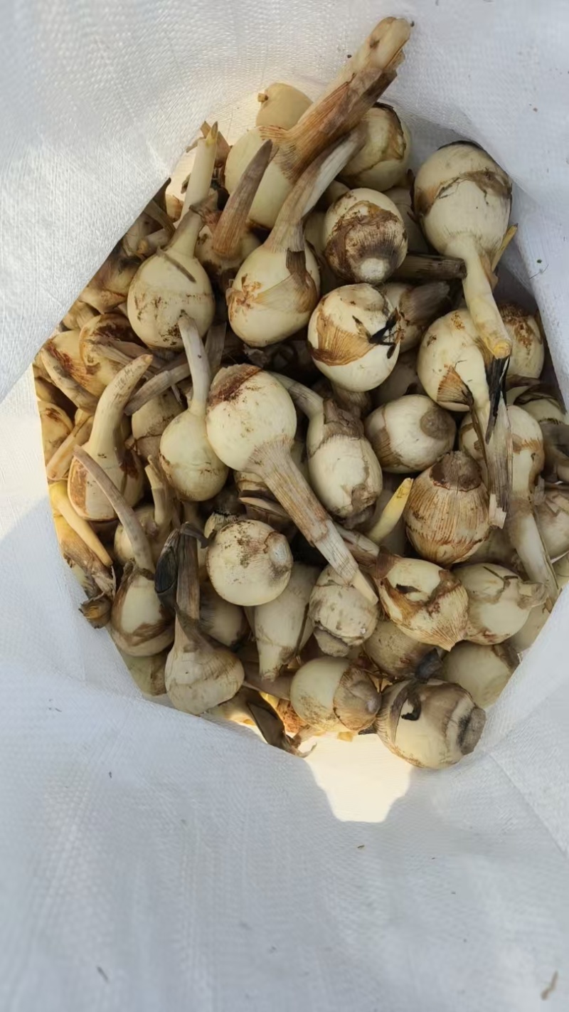 扬州特产慈菇，万亩基地，品种齐全，从事慈菇行业二十年有余