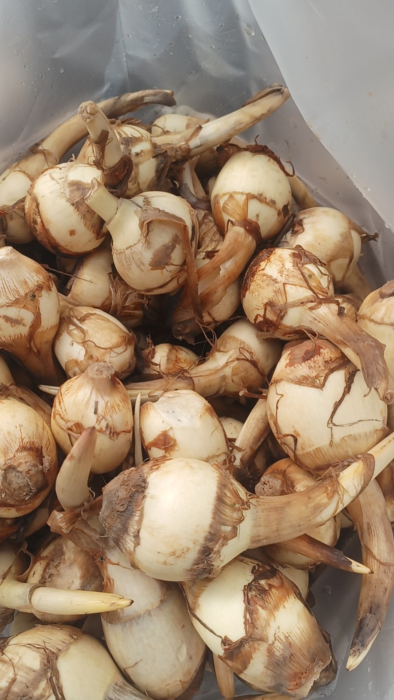 扬州特产慈菇，万亩基地，品种齐全，从事慈菇行业二十年有余