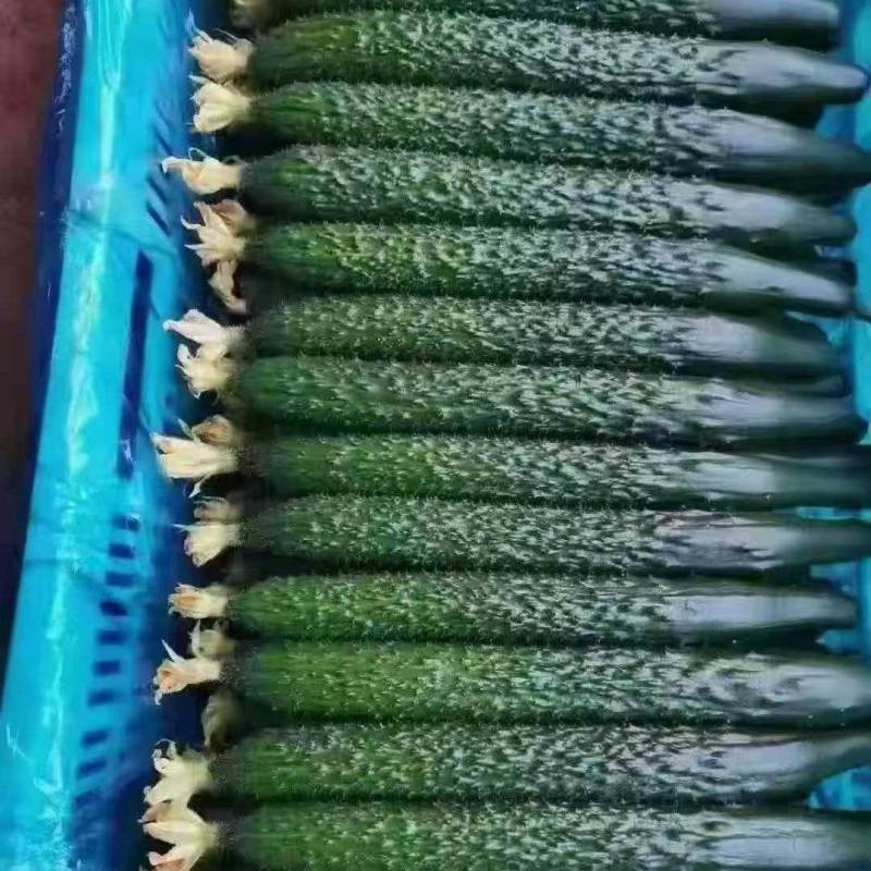 精品刺儿黄瓜顶花带刺电商超市市场皆可货源充足