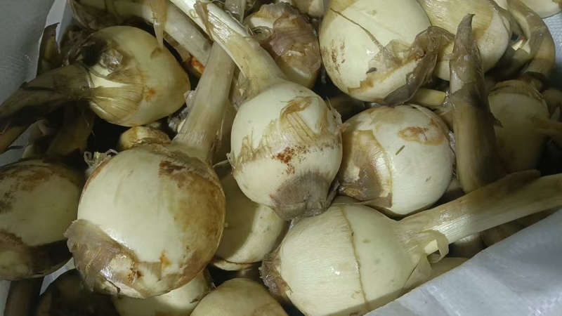 扬州特产慈菇，万亩基地，品种齐全，从事慈菇行业二十年有余