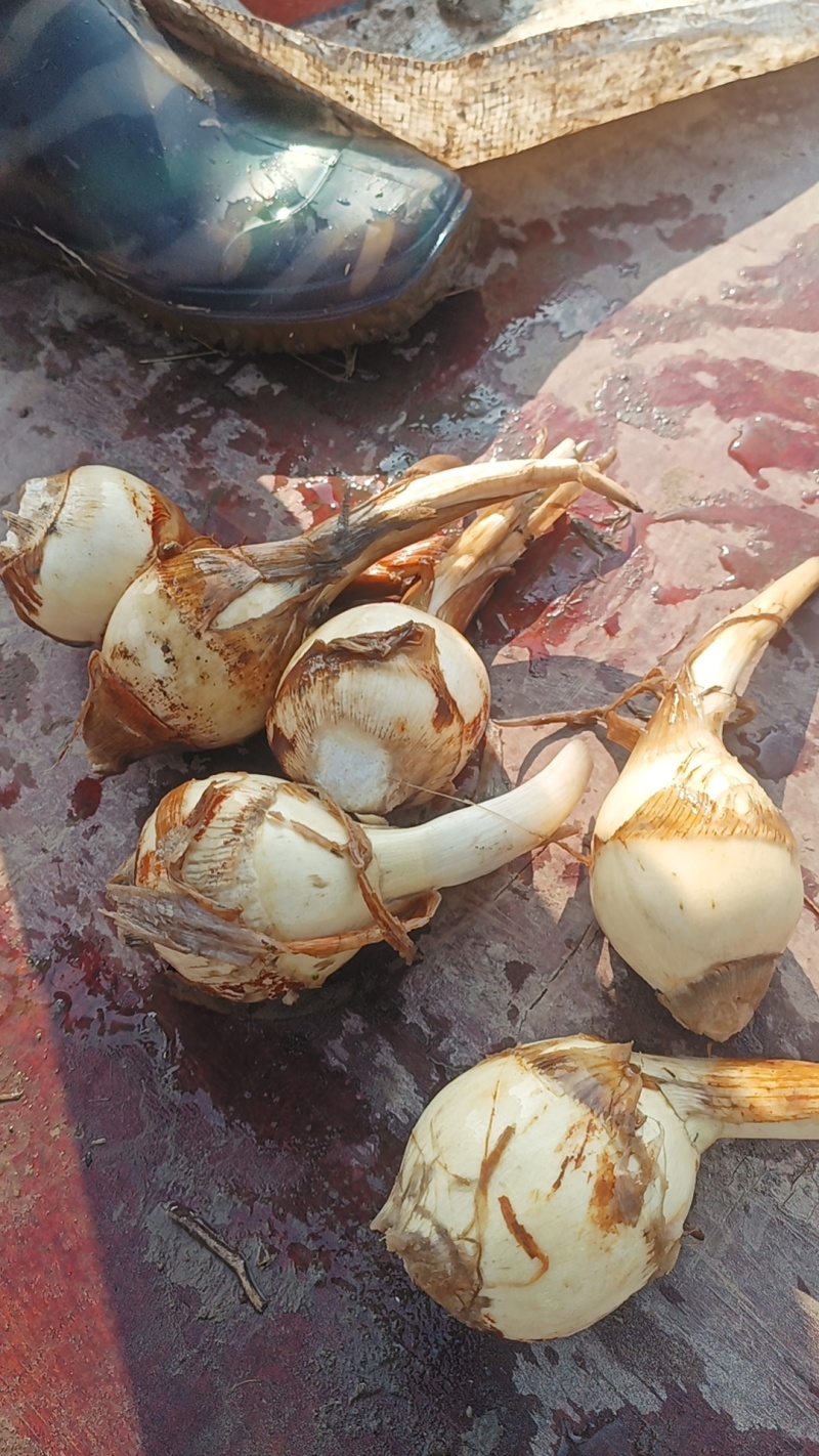 扬州特产慈菇，万亩基地，品种齐全，从事慈菇行业二十年有余