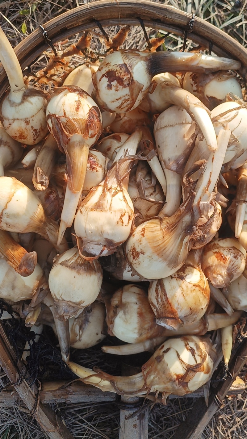扬州特产慈菇，万亩基地，品种齐全，从事慈菇行业二十年有余